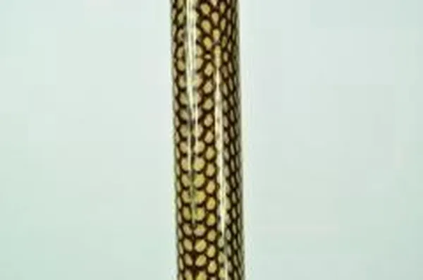 Opvouwbare wandelstok - anatomisch  - snake - 84-94 cm - rechtshandig